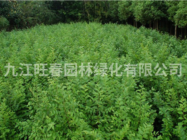 樸樹